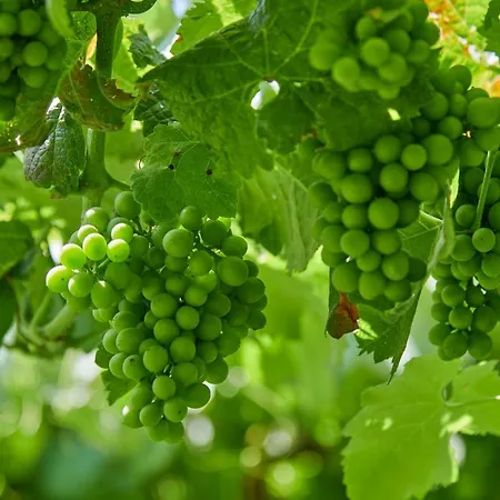 Outeiro Tuias - Manor House Marco de Canaveses