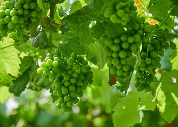 Outeiro Tuias - Manor House Marco de Canavezes